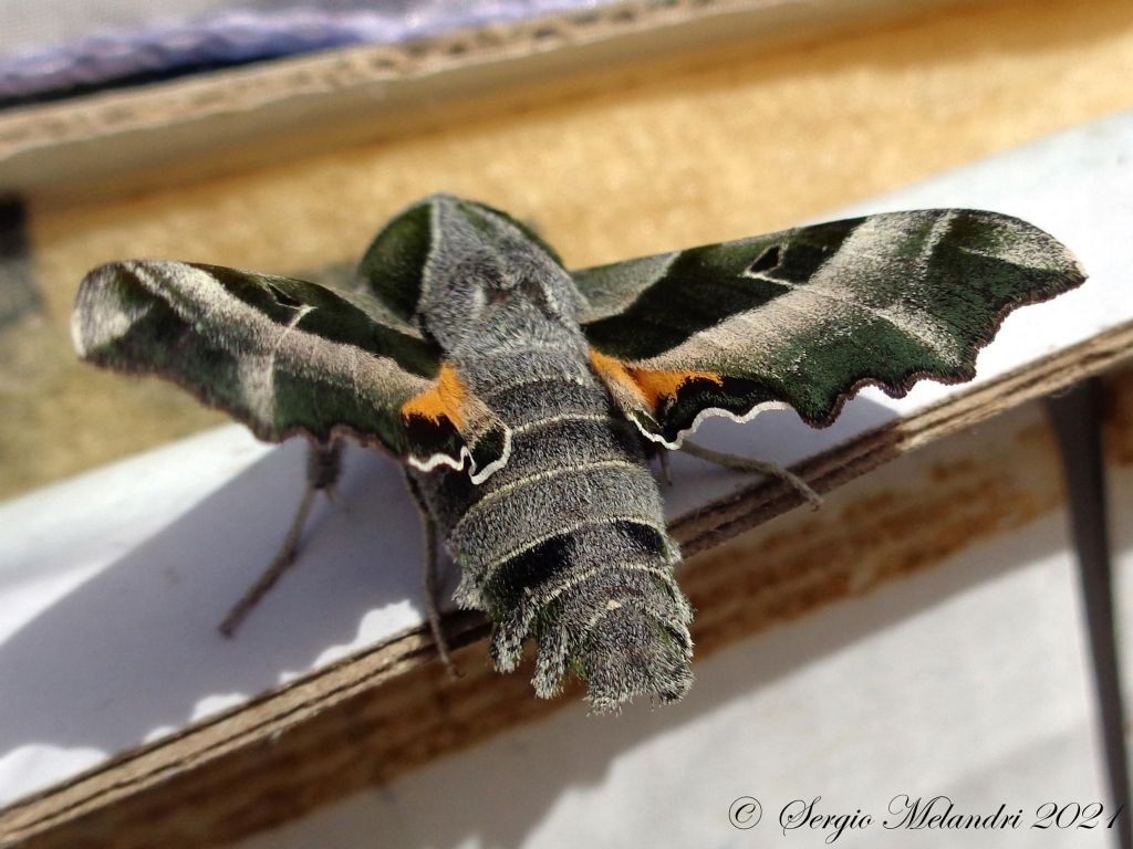 Proserpinus proserpina - Sphingidae
